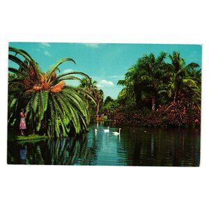 Vintage White Swans Tropical Florida Lake Postcard Sarasota Jungle Gardens